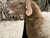 भेड़, Awassi sheep — फ़ोटो 7