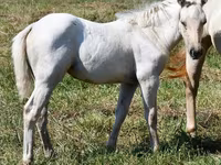 فرس, Quarter Horse — الصورة 5