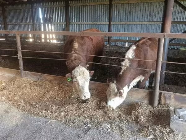 Toro, Ganado vacuno