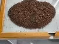 Рапсовый жмых — photo 2