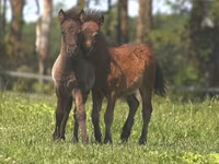 घोड़ा, American shetland pony — फ़ोटो 4