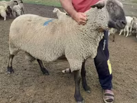 मेढ़ा, Hampshire sheep — फ़ोटो 3