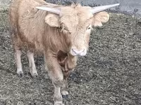 Toro, Highland — foto 2