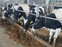 गाय, Russian Black pied cattle — फ़ोटो 4