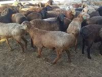 मेढ़ा, Edilbay sheep — फ़ोटो 2