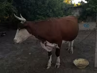 गाय, मवेशी — फ़ोटो 6