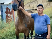 Caballo, French Trotter — foto 5