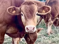 Bulle, Limousin-Kuh — Foto 3