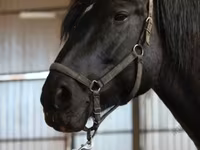 فرس, Trakehner — الصورة 2