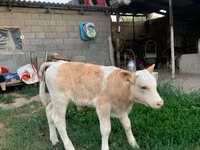 Toro, Montbéliarde — foto 1