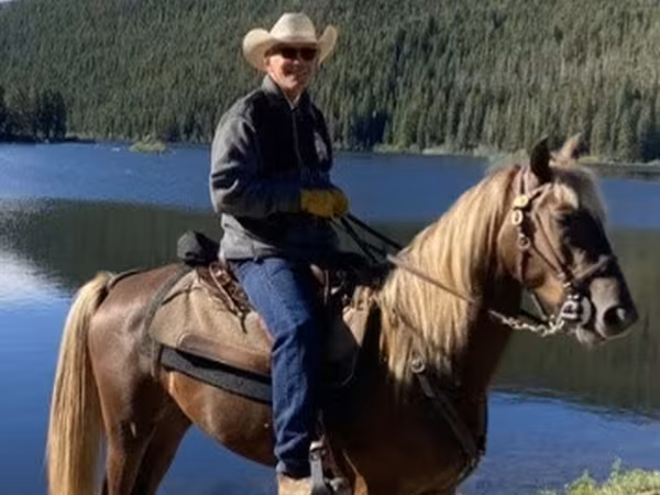Hengst, Rocky Mountain Horse
