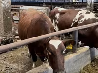 Vaca, Swiss cattle — foto 2