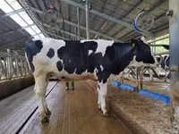 Toro, Vaca kazaja de cabeza blanca — foto 4