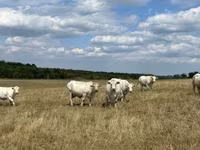 ძროხა, Charolais cattle — ფოტო 3