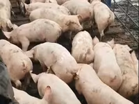 Säue, Schweine — Foto 6