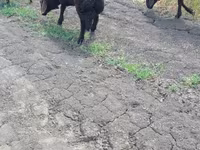 Carnero, Baerchuke sheep — foto 2