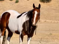 ცხენი, National Show Horse — ფოტო 7