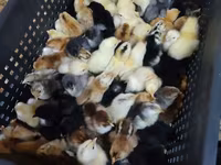 Chickens — photo 1