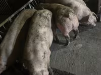 Porci de casa — الصورة 2