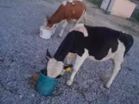 公牛, Swiss cattle — 照片 7