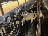 母牛, Cattle — 照片 2