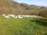 母山羊, Saanen goat — 照片 1