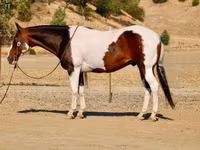 ცხენი, National Show Horse — ფოტო 8