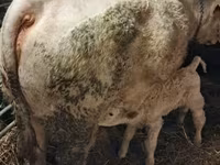 ثور, Charolais cattle — الصورة 3