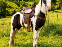 حصان, Appaloosa — الصورة 6