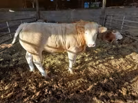 Toro, Ganado vacuno — foto 4