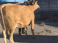 Kuh, Simmental cattle — Foto 5