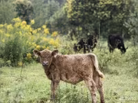Toro, Vaca Galloway — foto 2