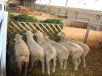 كبش, Dorset horn sheep — الصورة 4