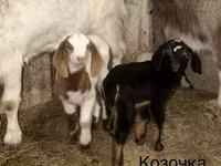बकरा, Kamori goats — फ़ोटो 4
