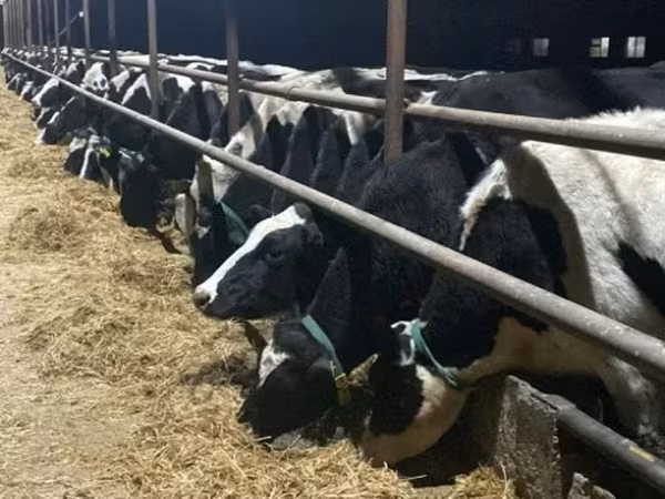 Kuh, Russian Black pied cattle