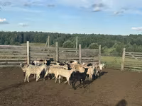 ვერძი, Edilbay sheep — ფოტო 3