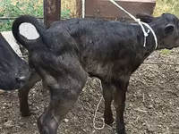 母牛, Russian Black pied cattle — 照片 4