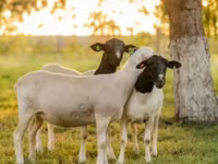 मेढ़ा, Dorper sheep — फ़ोटो 2