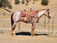 Caballo, National Show Horse — foto 7