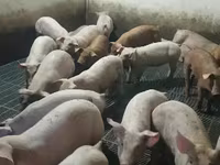 Sow, Pigs — photo 5