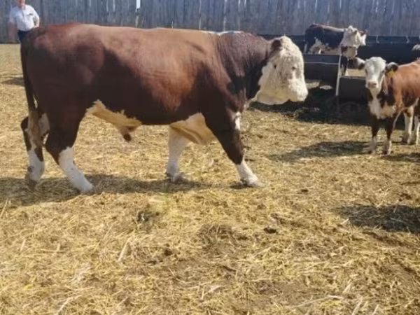 ხარი, Simmental cattle — რუსეთი