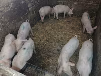 Säue, Schweine — Foto 2