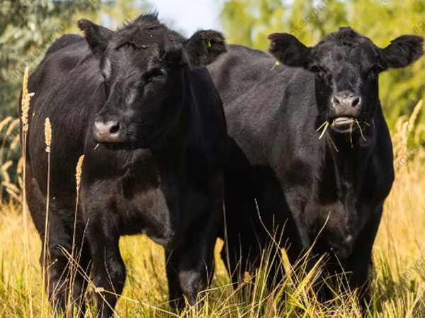 Kuh, Aberdeen-Angus