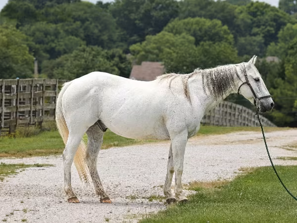 Hengst, National Show Horse