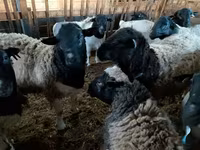 Carnero, Precoce sheep — foto 3