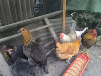 Chickens — ფოტო 4