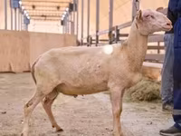 मेढ़ा, East Friesian Dairy sheep — फ़ोटो 1