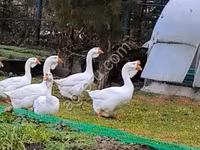 Geese — फ़ोटो 1