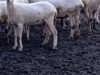 Sheep, Tsigai sheep — photo 5
