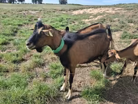 თხა, Alpine goat — ფოტო 2